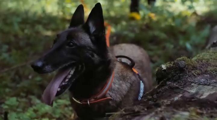 Нажмите для просмотра в оригинальном размере