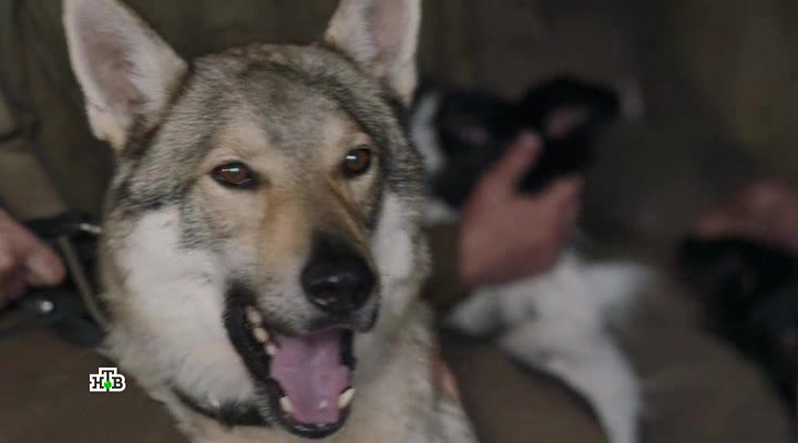 Нажмите для просмотра в оригинальном размере