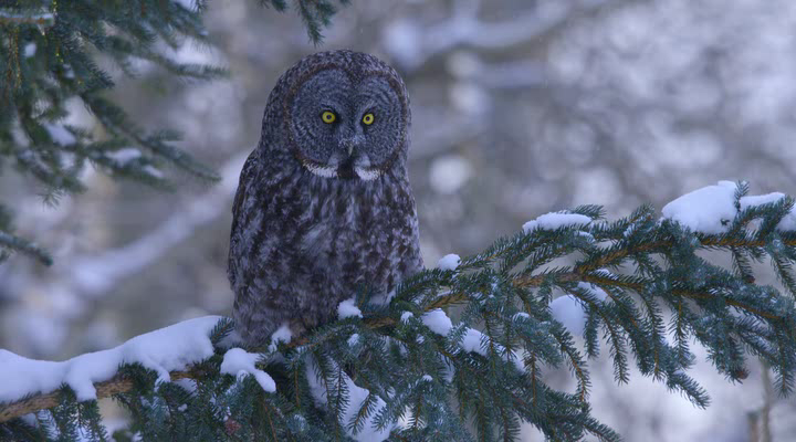 Нажмите для просмотра в оригинальном размере