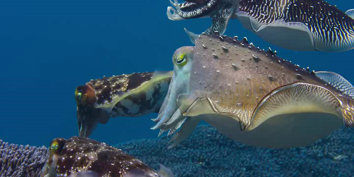 Нажмите для просмотра в оригинальном размере